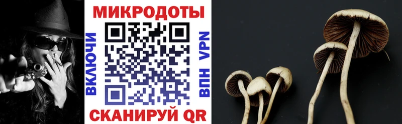 darknet наркотические препараты  Судак  Псилоцибиновые грибы прущие грибы 